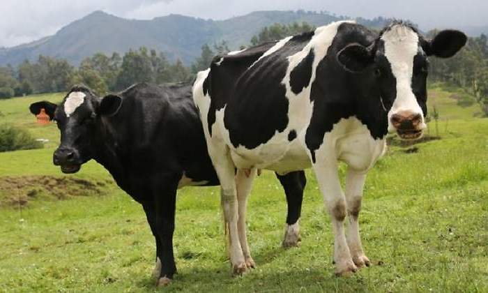 vaca770.jpg