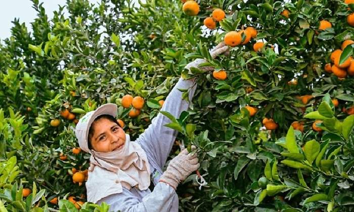 agro_peru_770.jpg