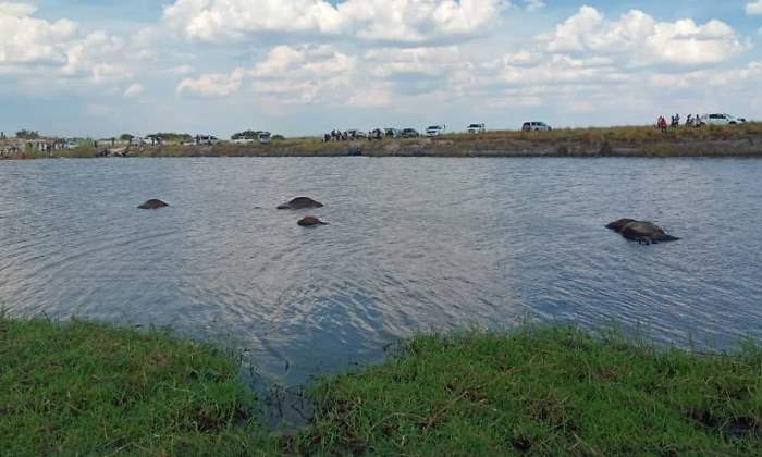 bufalos-ahogados-rio-botsuana.jpg