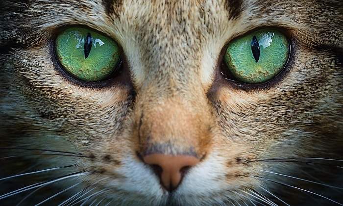 Ojos-verdes-de-gato-iStock.jpg