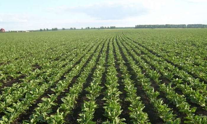cultivo-770.jpg