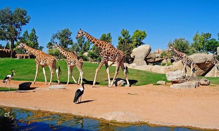 Las-jirafas-recorriendo-la-sabana-africana-Bioparc-Valencia.jpg