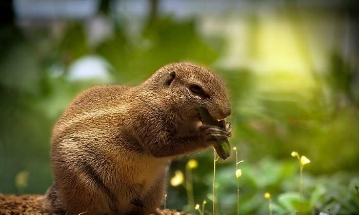 ardilla-comida-770x420-pixabay.jpg