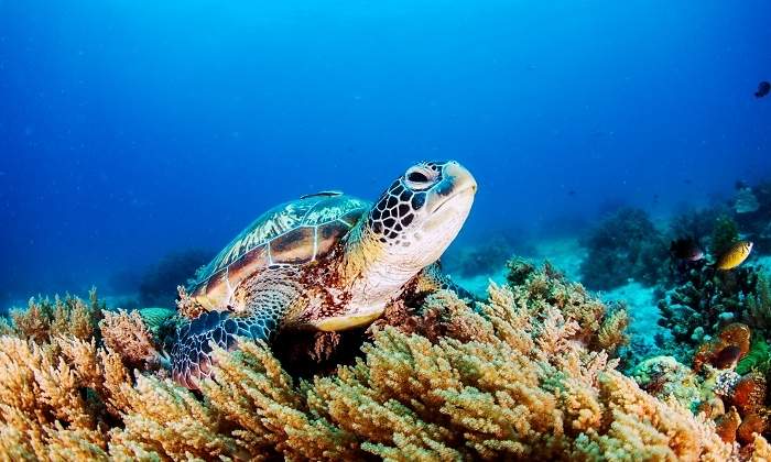 tortuga_mar_oceano_davidevison.jpg