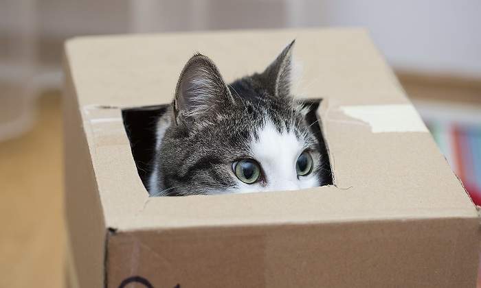 Gato-en-una-caja.jpg
