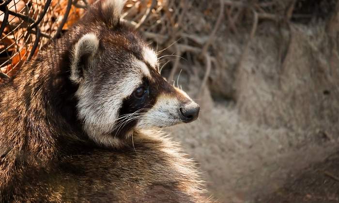 mapache-dreamstime.jpg