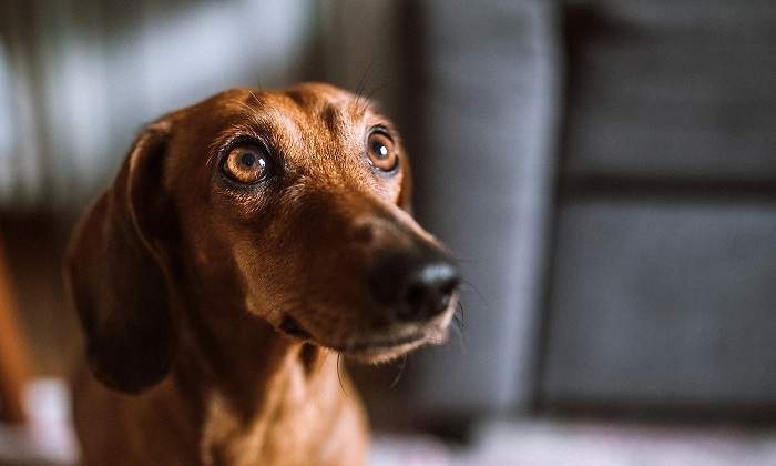 Perro-mirando-fijamente-iStock.jpg