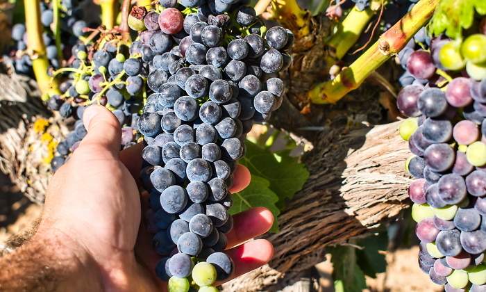 uva-vino-ribera-duero-mejores-supermercado-istock.jpg