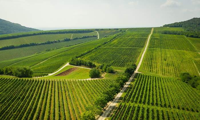 vinedos-hungria-2.jpg