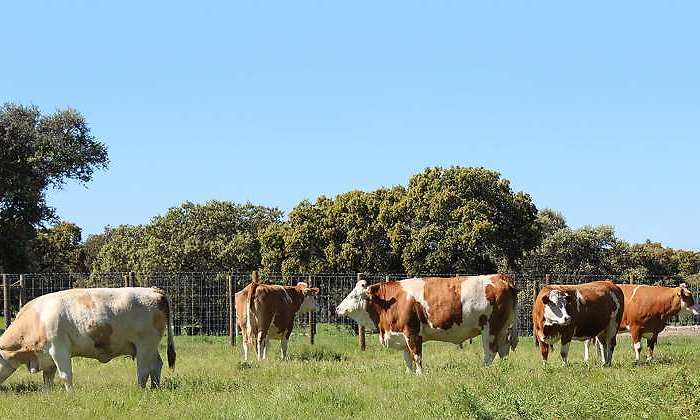 vacas-suizas-dehesa-01.jpg