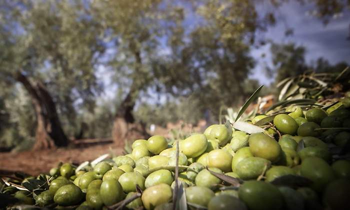 aceite-oliva-virgen-extra-mercadona.jpg