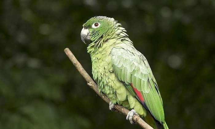 Un-loro-verde-sobre-una-rama-iStock.jpg