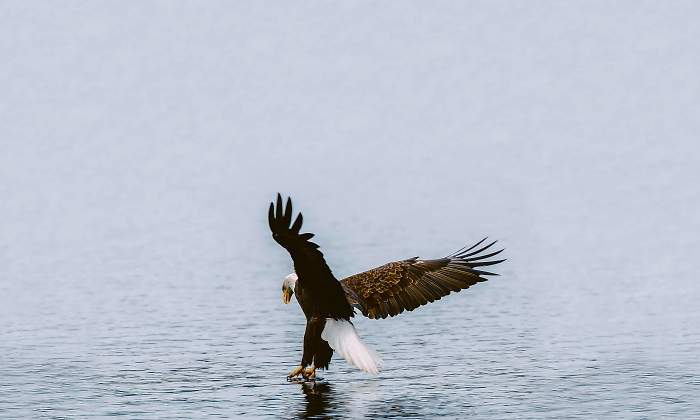 aguila-caza-eE.jpg