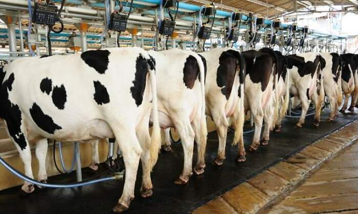 vacas-granja.jpg