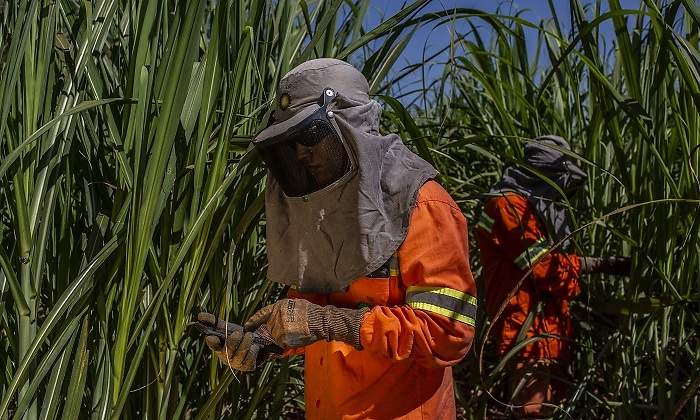 Un trabajador inspeccionando cultivos en una planta de biocombustibles de bp en Brasil