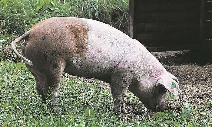 cerdo-comiendo-770.jpg