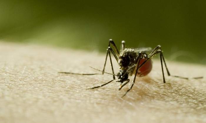 mosquito-documental-discovery.jpg