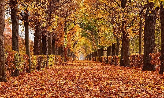 Paseo-lleno-de-hojas-en-otono-iStock.jpg