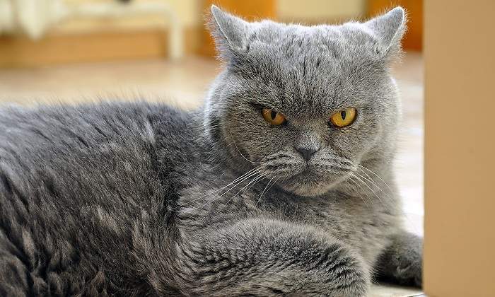 Gato-enfadado.jpg