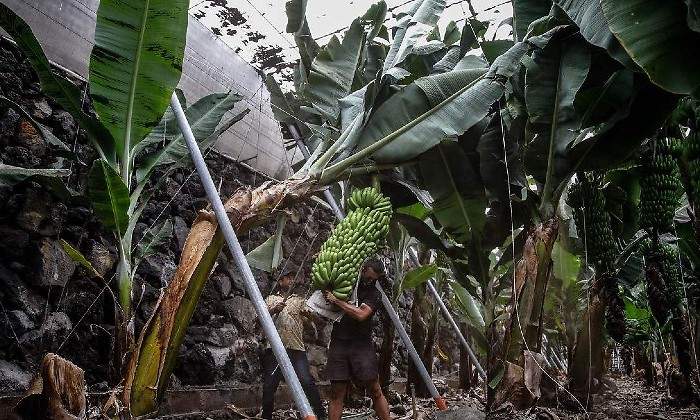 agricultores-platanos.jpg