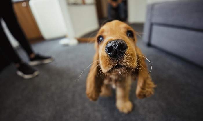 Un-cocker-cachorro-olfateando-iStock.jpg