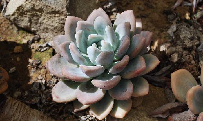 770-420-planta-robo-surcoreano-suculenta.jpg