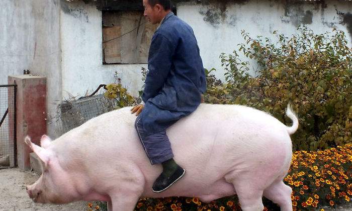 china-cerdo-enorme-reuters.jpg