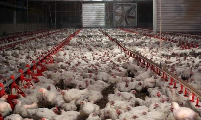 granja-pollos-ep.jpg