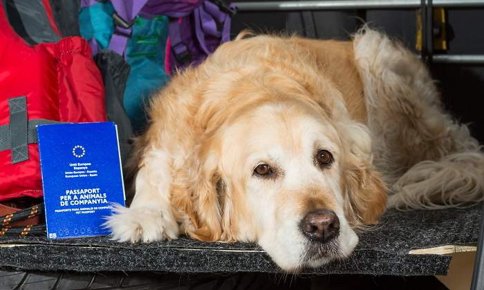 dni-animal-derechos-perros-gatos-istock.jpg