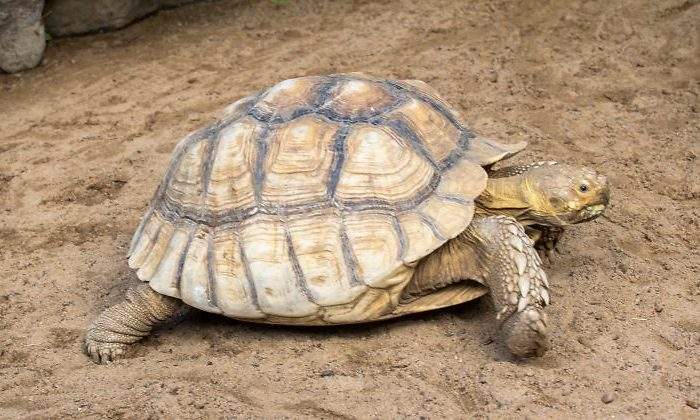 trafico-ilegal-tortuga-coahila.jpg