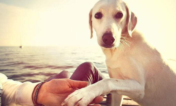 ley-proteccion-animal.jpg
