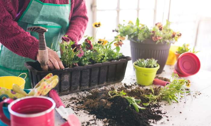 transplante-planta.jpg