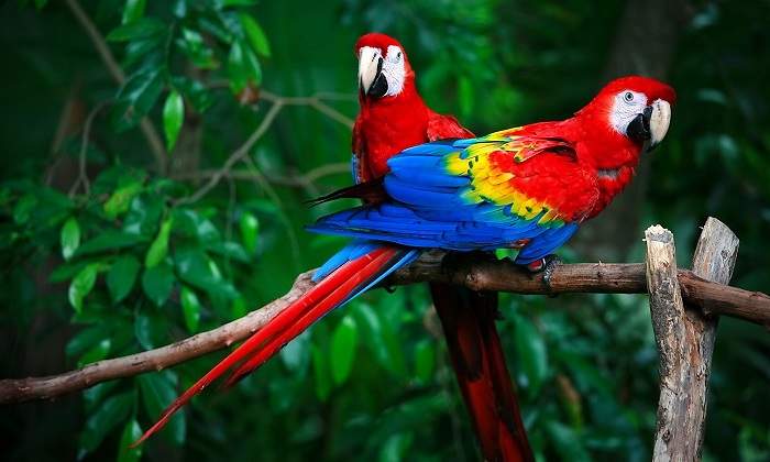 Dos-loros-iStock.jpg
