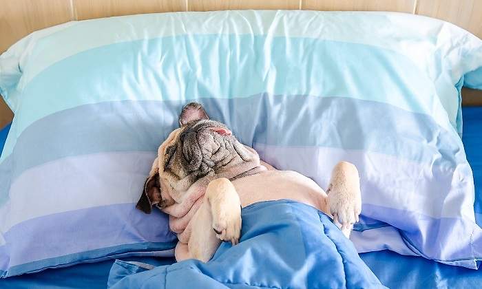 Perro-durmiendo-en--una-cama.jpg