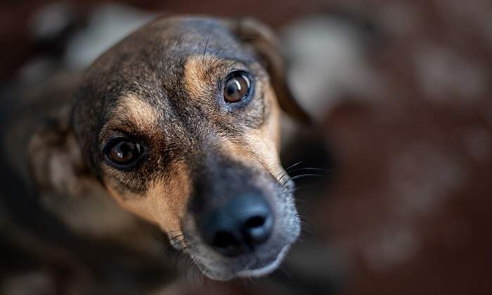 Un-perro-marron-mirando-hacia-arriba-iStock.jpg