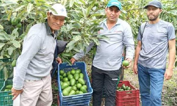 palta770x4201.jpg