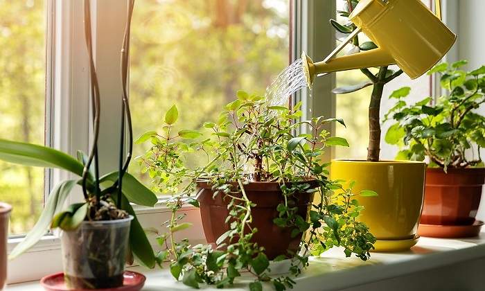 Cornisa-llena-de-plantas-que-son-regadas-iStock.jpg