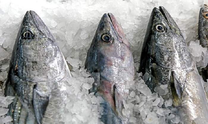 pescado_bonito770.jpg