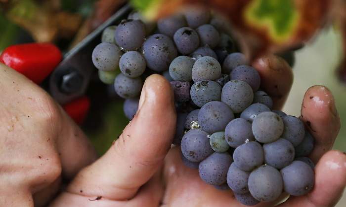 uvas-reuters-770x420.jpg