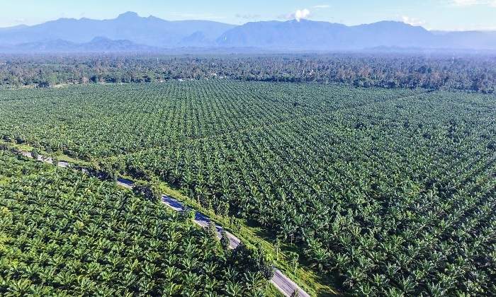 palm-oil-indonesia.jpg