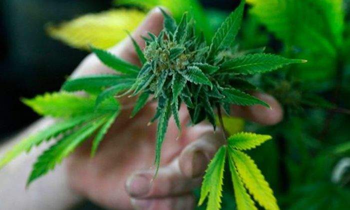 marihuana-medicinal-reuters.jpg