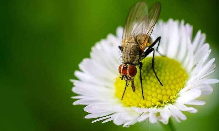 fly-2509340_1920.jpg