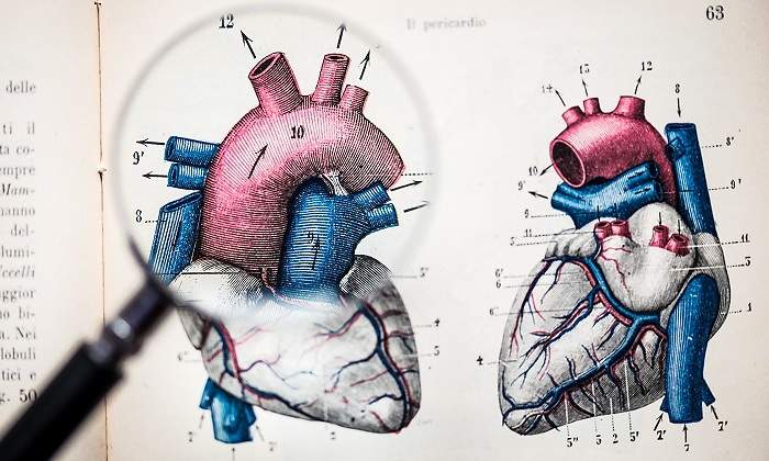 Anatomia-corazon-lupa.jpg