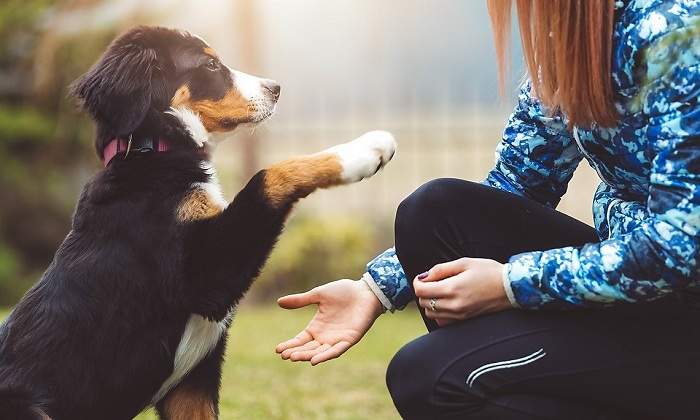 Perro-le-da-la-pata-a-su-duena-iStock.jpg