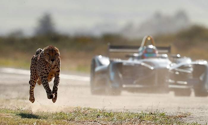 formula-e-vs-guepardo.jpg