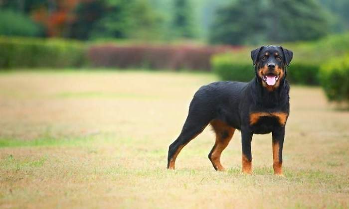 rottweiller.jpg