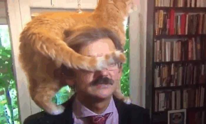 Gato-viral.jpg