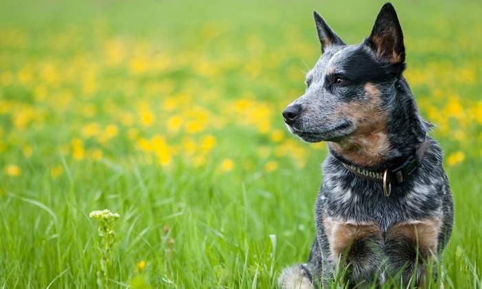 perro-australiano-razas-perros-mejor-salud.jpg