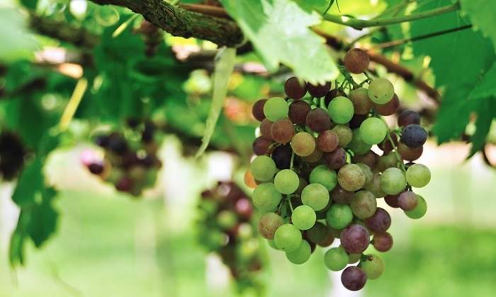 uvas.jpg