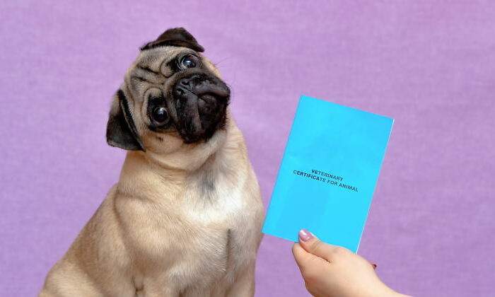 documento-identidad-nacional-dni-mascotas.jpg